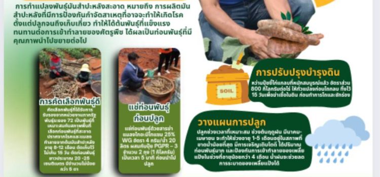 การทำแปลงพันธ์มันสำปะหลังสะอาด