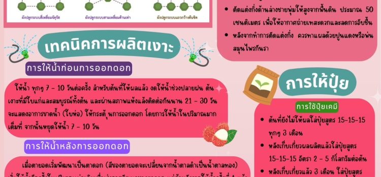 เงาะไทรโยค