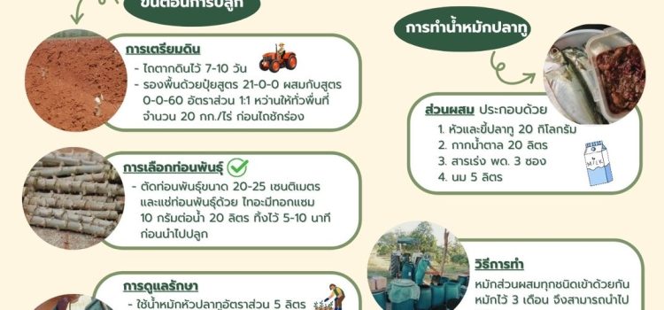 การเพิ่มประสิทธิภาพการปลูกมันสำปะหลังพันธ์ุต้านทานโรคใบด่าง