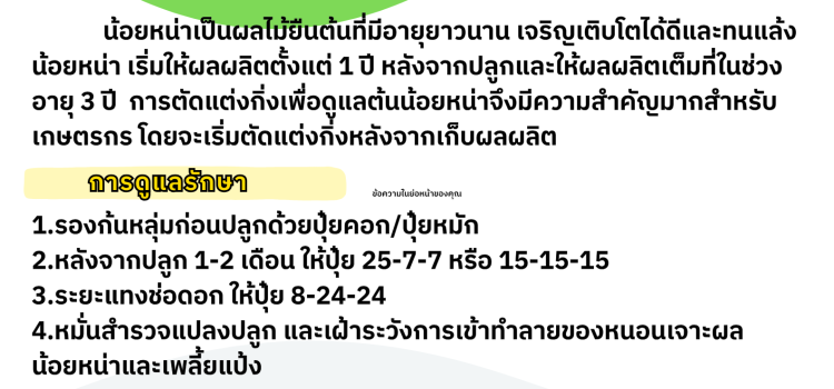 การดูและและการตัดแต่งกิ่งน้อยหน่า