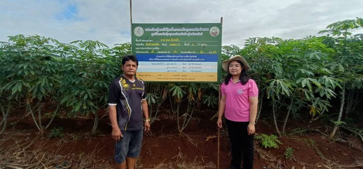เกษตรไทรโยค…ลงพื้นที่ติดตามแปลงเรียนรู้โครงการศูนย์จัดการดินปุ๋ยชุมชน (ศดปช.) พืชมันสำปะหลัง เกษตรไทรโยค…ลงพื้นที่ติดตามแปลงเรียนรู้โครงการศูนย์จัดการดินปุ๋ยชุมชน (ศดปช.) พืชมันสำปะหลัง