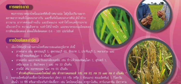 สำนักงานเกษตรอำเภอไทรโยค…ขอประชาสัมพันธ์ เตือนภัยการเกษตร : โรคไหม้ข้าว สำนักงานเกษตรอำเภอไทรโยค…ขอประชาสัมพันธ์ เตือนภัยการเกษตร : โรคไหม้ข้าว