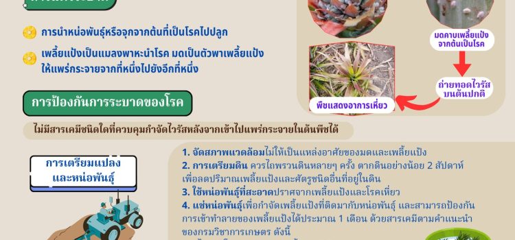 สำนักงานเกษตรอำเภอไทรโยค…ขอประชาสัมพันธ์ เตือนภัยการเกษตร : โรคเหี่ยวของสับปะรด