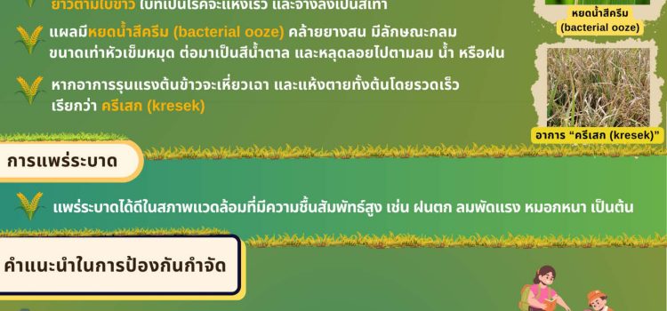 สำนักงานเกษตรอำเภอไทรโยค…ขอประชาสัมพันธ์ เตือนภัยการเกษตร : โรคขอบใบแห้งข้าว