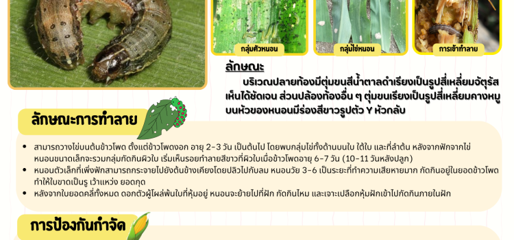 สำนักงานเกษตรอำเภอไทรโยค…ขอประชาสัมพันธ์ เตือนภัยการเกษตร : หนอนกระทู้ข้าวโพดลายจุด