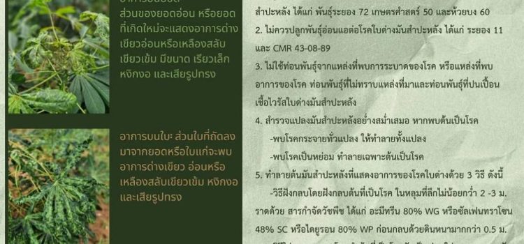 โรคใบด่างมันสำปะหลัง