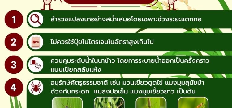เพลี้ยกระโดดสีน้ำตาล