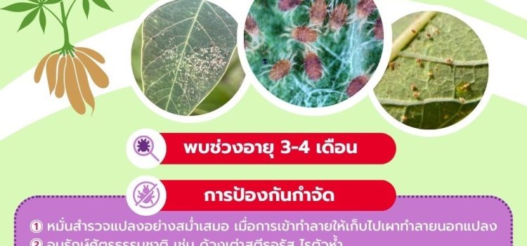 ไรแดงในมันสำปะหลัง