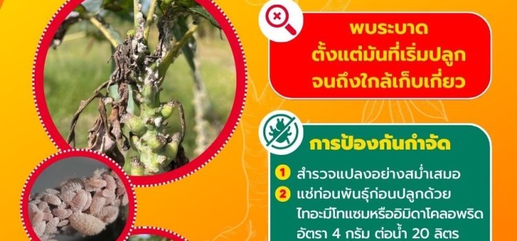 เพลี้ยแป้งสีชมพูในมันสำปะหลัง