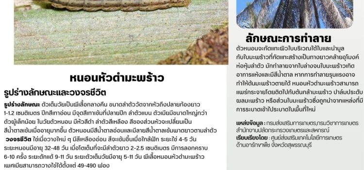 หนอนหัวดำมะพร้าว