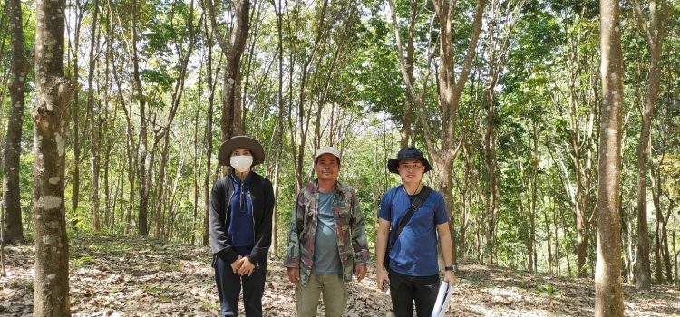 ตรวจสอบแปลงยางพารา ม.10 บ้านปะไรโหนก