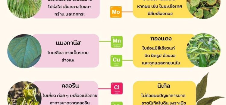 อาการขาดธาตุอาหารเสริมของพืช อาการขาดธาตุอาหารเสริมของพืช