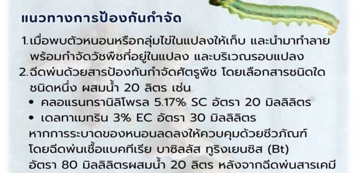 ตอนหนอนกระทู้ระบาดในมันสำปะหลัง