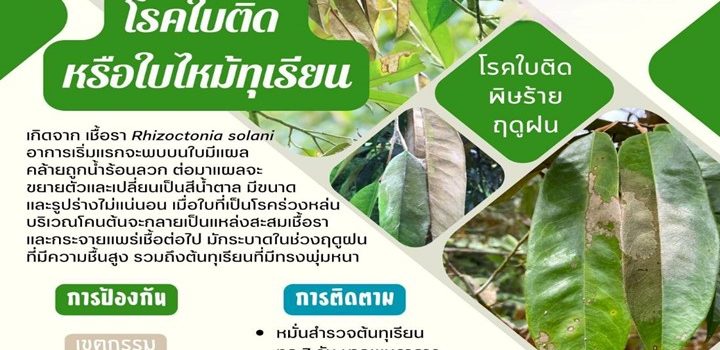 โรคใบติดหรือใบไหม้ทุเรียน