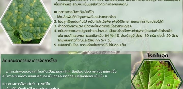 รับมือโรคพืชช่วงฤดูฝน