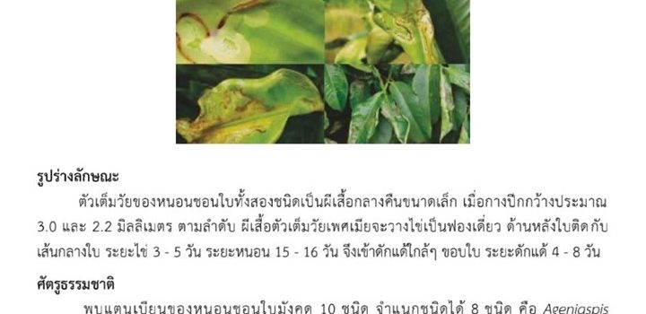 หนอนชอนใบมังคุด