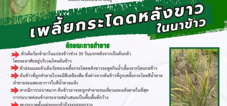 #เพลี้ยกระโดดหลังขาว #เพลี้ยกระโดดหลังขาว