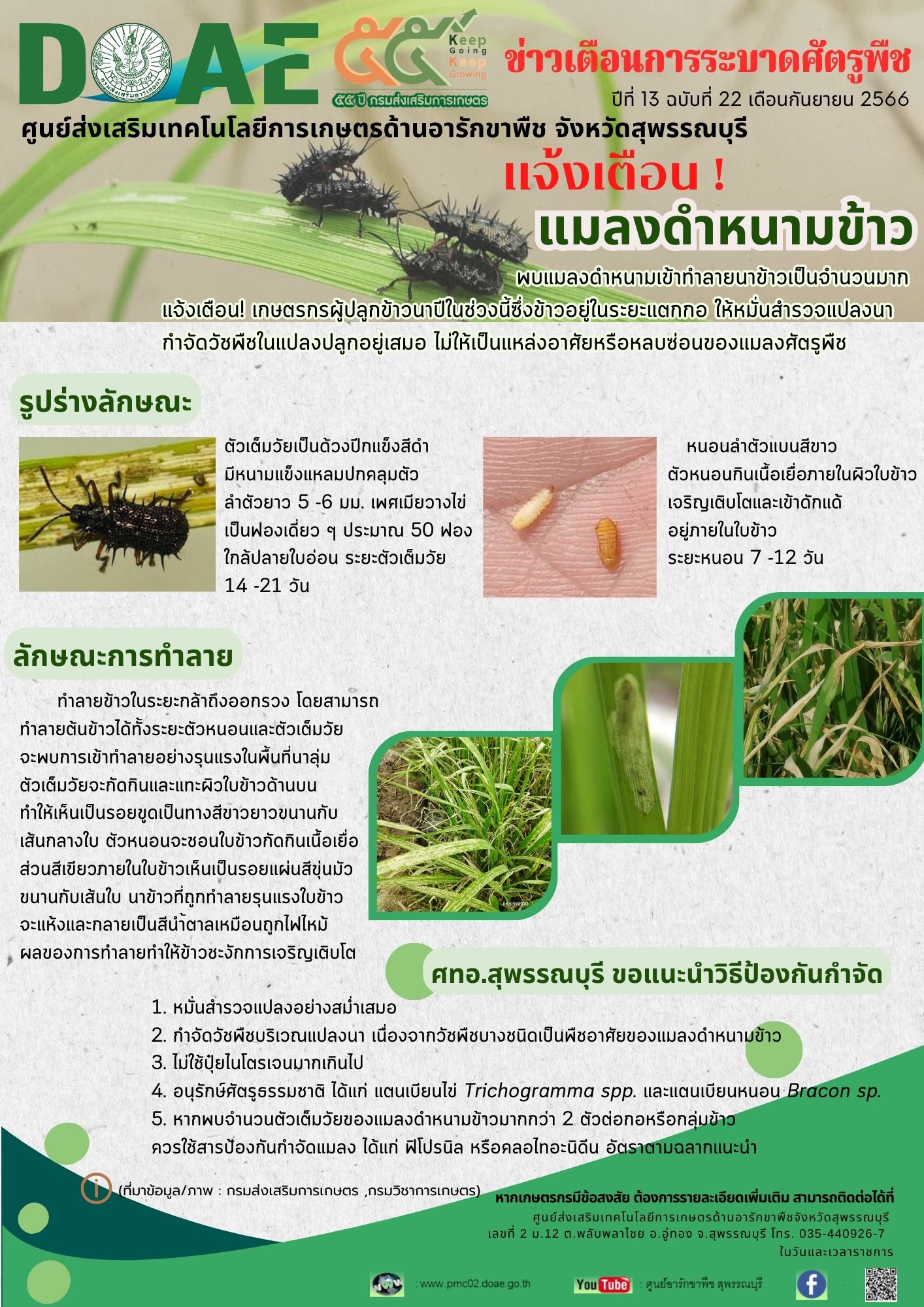 แจ้งเตือน…แมลงดำหนามข้าว
