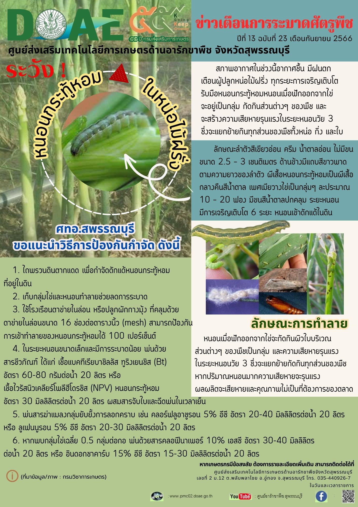ระวัง…หนอนกระทู้หอมในหน่อไม้ฝรั่ง