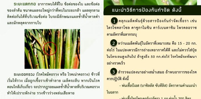 คำแนะนำการป้องกันกำจัดโรคไหม้ข้าว