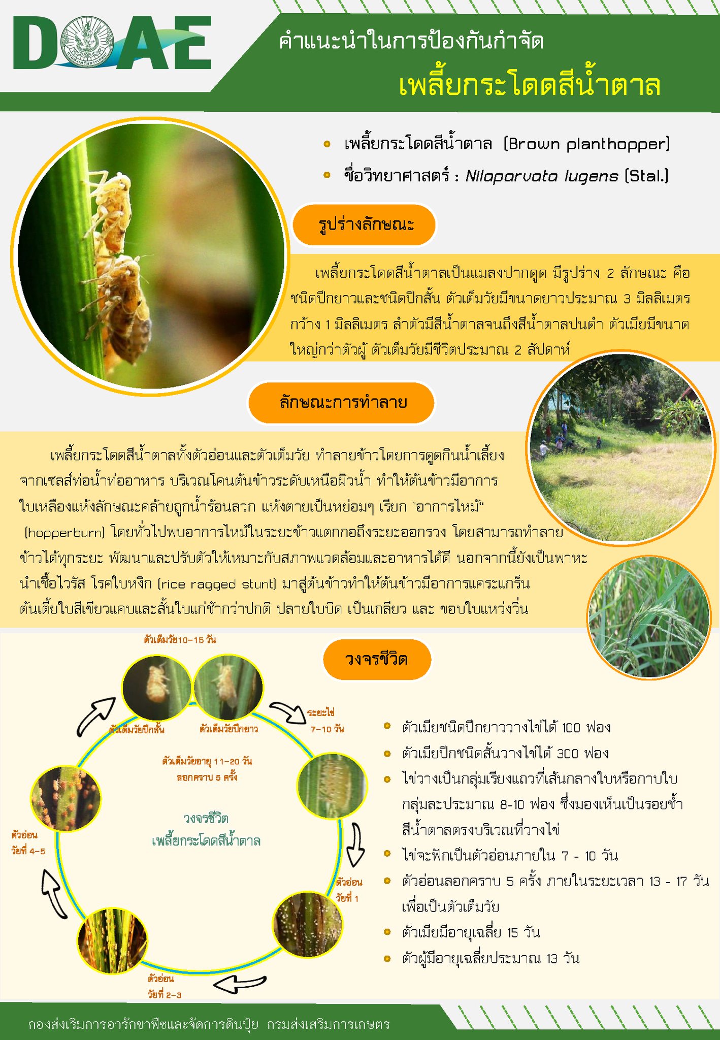 คำแนะนำ การป้องกันกำจัด เพลี้ยกระโดดสีน้ำตาล