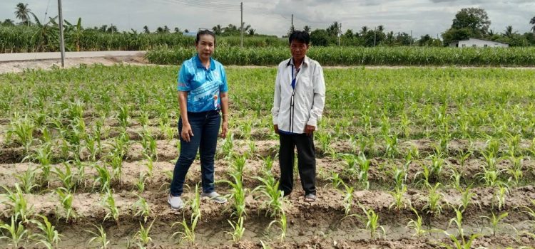 วันที่ 10 ตุลาคม 2566 ดำเนินการสำรวจและติดตามสถานการณ์การระบาดของศัตรูพืช ในพืชข้าวโพดฝักอ่อน ต.ท่ามะกา