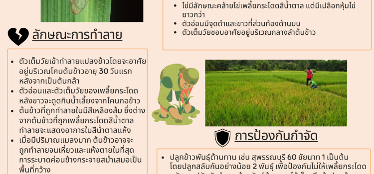 คำแนะนำในการป้องกันกำจัด เพลี้ยกระโดดหลังขาว