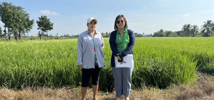 วันที่ 8 พฤศจิกายน 2566 ดำเนินการตรวจสอบพื้นที่การเพาะปลูกข้าวนาปี ปี2566/67 ตำบลหวายเหนียว วันที่ 8 พฤศจิกายน 2566 ดำเนินการตรวจสอบพื้นที่การเพาะปลูกข้าวนาปี ปี2566/67 ตำบลหวายเหนียว