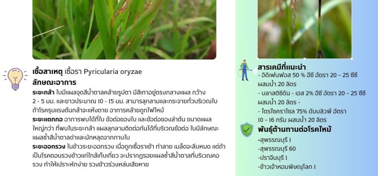 ข่าวแจ้งเตือนการระบาด โรคไหม้ข้าว