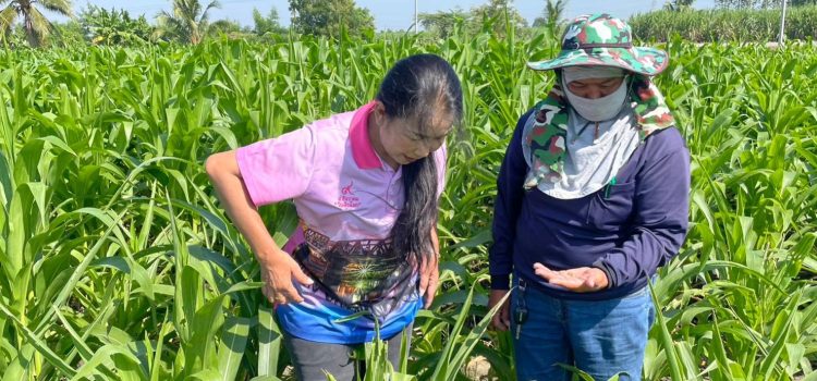 วันที่ 19 ธันวาคม 2566 ติดตามสถานการณ์การระบาดแมลงศัตรูพืช (หนอนกระทู้ข้าวโพดลายจุด) ตำบลท่ามะกา