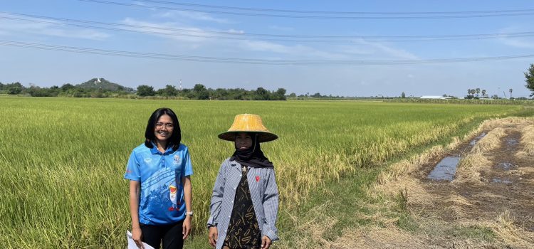 วันที่ 8 ธันวาคม 2566 ดำเนินการตรวจสอบพื้นที่การเพาะปลูกข้าวนาปี ปี 2566/67 พื้นที่ตำบลสนามแย้