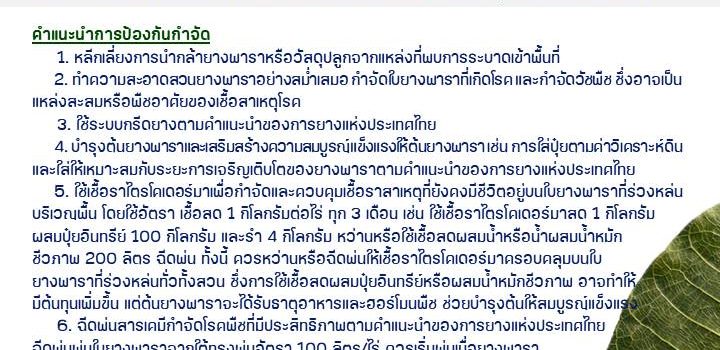 โรคใบร่วงชนิดใหม่ของยางพารา