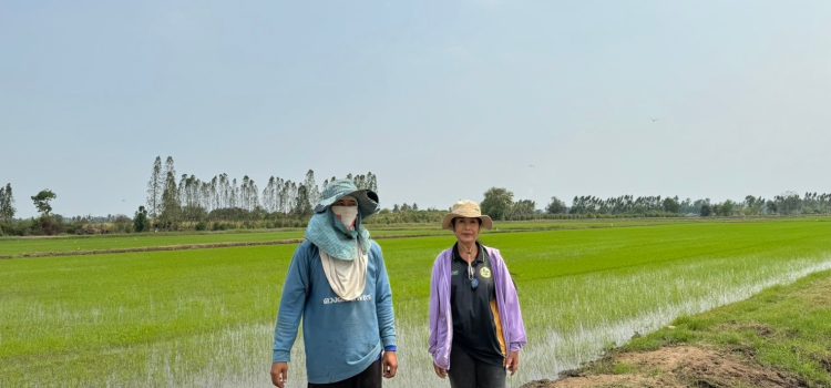 วันที่ 21 มีนาคม 2567 ติดตามสถานการณ์การปลูกข้าว ปี 2567 ต.ดอนชะเอม