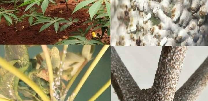 ระวังเพลี้ยหอยเกล็ดขาว (Aonidomytilus albus) ในมันสำปะหลัง