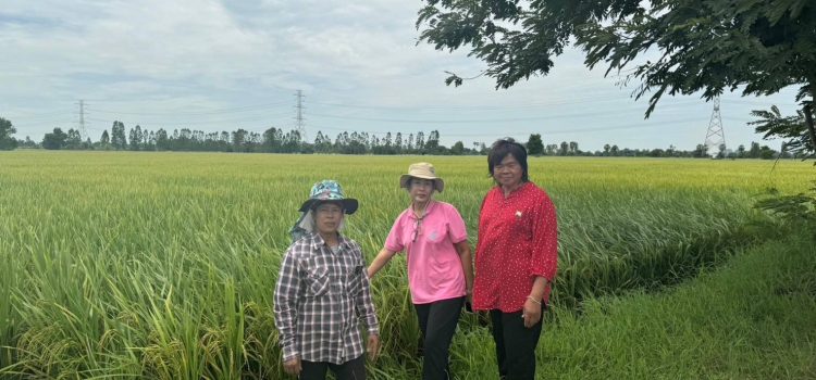 วันที่ 2 กรกฎาคม 2567 สำรวจติดตามสถานการณ์การระบาดของหนอนห่อใบข้าวและโรคเมล็ดด่างในแปลงพยากรณ์ ตำบลเขาสามสิบหาบ วันที่ 2 กรกฎาคม 2567 สำรวจติดตามสถานการณ์การระบาดของหนอนห่อใบข้าวและโรคเมล็ดด่างในแปลงพยากรณ์ ตำบลเขาสามสิบหาบ