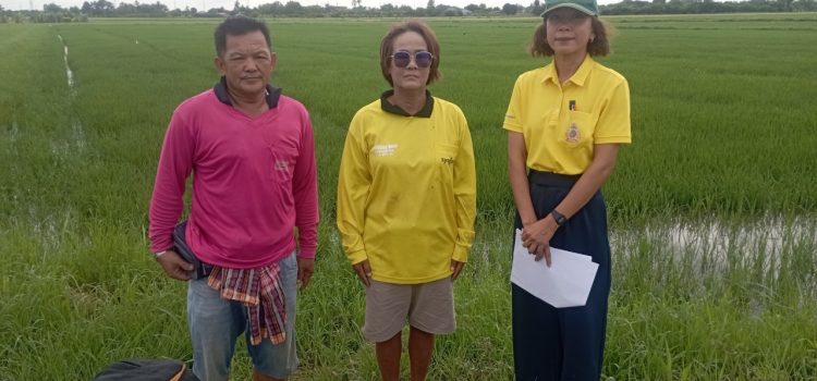 วันที่ 8 กรกฎาคม 2567 ตรวจสอบแปลงเกษตรกรผู้ขึ้นทะเบียนผู้ปลูกข้าว ตำบลตะคร้ำเอน