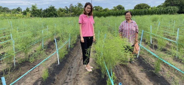 วันที่ 2 กรกฎาคม 2567 ดำเนินการติดตามโครงการพัฒนาศักยภาพและยกระดับการผลิตสินค้าเกษตรปลอดภัยและเกษตรอินทรีย์ส่งเสริมการใช้สารชีวภัณฑ์ไตรโครเดอร์มาใช้ในการผลิตหน่อไม้ฝรั่ง ตำบลท่าไม้