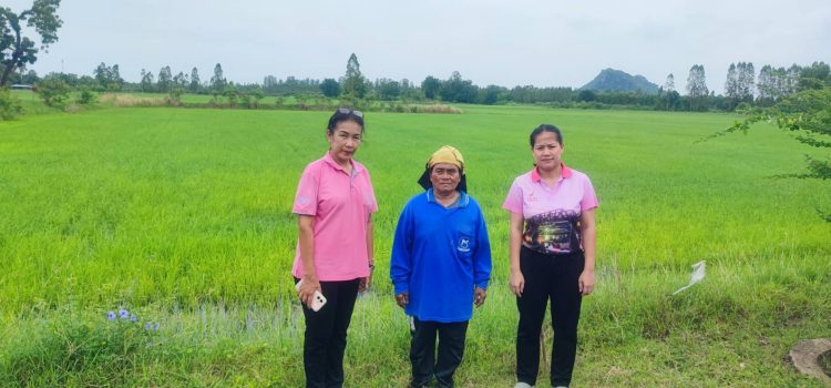 วันที่ 17 กันยายน 2567 ติดตามสถานการณ์การระบาดของศัตรูพืชในพื้นที่หมู่ 8 ตำบลแสนตอ
