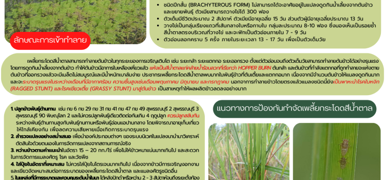เฝ้าระวังการระบาดของเพลี้ยกระโดดสีน้ำตาล