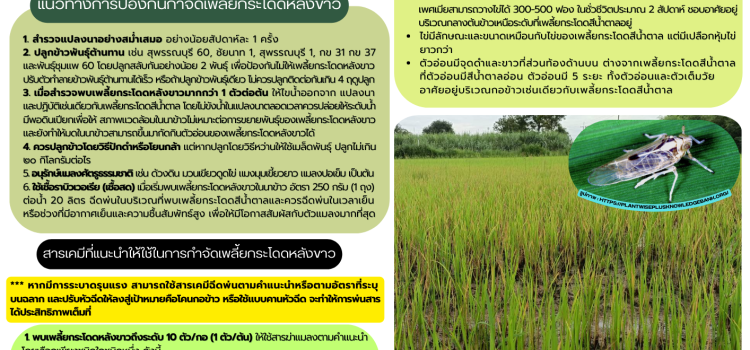 เฝ้าระวังการระบาดของเพลี้ยกระโดดหลังขาว