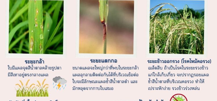 แจ้งเตือนการระบาดโรคไหม้ข้าว โรคไหม้คอรวง