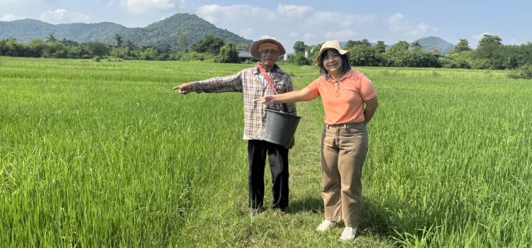 วันที่ 24 ตุลาคม 2567 ดำเนินการตรวจสอบพื้นที่เพาะปลูกข้าวนาปี 2567/68 ในพื้นที่หมู่ที่ 1 ตำบลเขาสามสิบหาบ