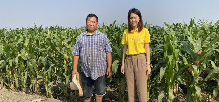 วันที่ 17 กุมภาพันธ์ 2568 ลงพื้นที่เก็บข้อมูล ทางด้านกายภาพ ชีวภาพ เศรษฐกิจ สังคมและสิ่งแวดล้อม เพื่อเรียนรู้การวิเคราะห์ คน พื้นที่ สินค้า ในการขับเคลื่อนงานระดับพื้นที่ “1 เกษตรตำบล 1 สินค้าเกษตรมูลค่าสูง” โดยกลุ่มเป้าหมาย เป็นพืช ข้าวโพดฝักอ่อน กลุ่ม วิสาหกิจชุมชนบ้านห้วยรางพงมั่นคง ตำบลยางม่วง