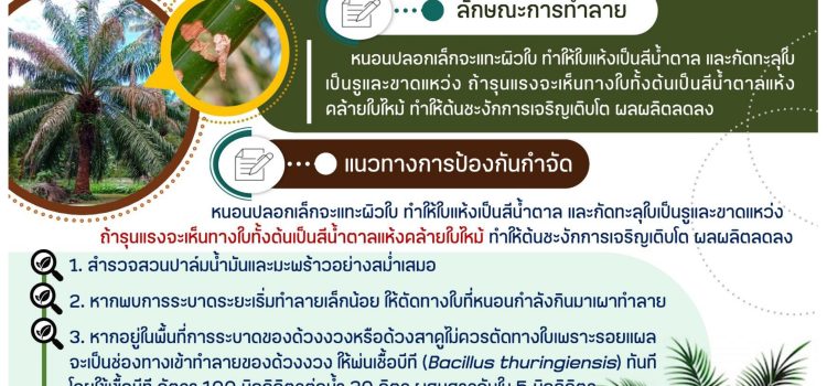แจ้งเตือนเกษตรกรผู้ปลูกปาล์มน้ำมัน เฝ้าระวัง หนอนปลอกเล็ก