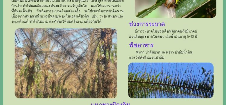 แจ้งเตือนเกษตรกรผู้ปลูกปาล์มน้ำมัน เฝ้าระวัง หนอนหน้าแมว