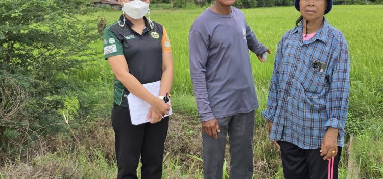 วันที่ 29 พฤษภาคม 2568 ลงพื้นที่ตรวจสอบแปลงปลูกข้าวนาปรังของเกษตรกรที่ขึ้นทะเบียนในพื้นที่ หมู่ที่ 3 ตำบลตะคร้ำเอน อำเภอท่ามะกา จังหวัดกาญจนบุรี