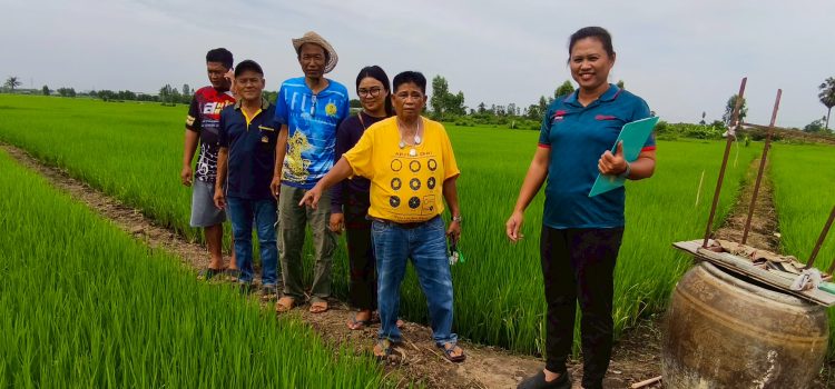 วันที่ 19 พฤษภาคม 2568 ลงพื้นที่ตรวจสอบพื้นที่ปลูกข้าวนาปรังของเกษตรกรที่ขึ้นทะเบียนเกษตรกรในพื้นที่ หมู่ที่ 1 และหมู่ที่ 11 ตำบลพระแท่น อำเภอท่ามะกา จังหวัดกาญจนบุรี