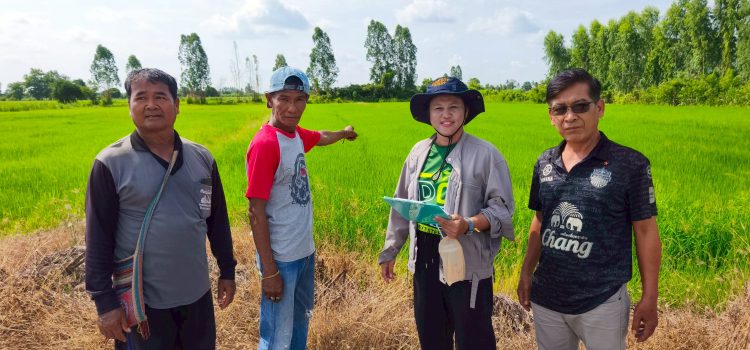 วันที่ 21 พฤษภาคม 2568 ลงพื้นที่ตรวจสอบพื้นที่ปลูกข้าวนาปรังของเกษตรกรที่ขึ้นทะเบียนเกษตรกรในพื้นที่ตำบลพระแท่น อำเภอท่ามะกา จังหวัดกาญจนบุรี