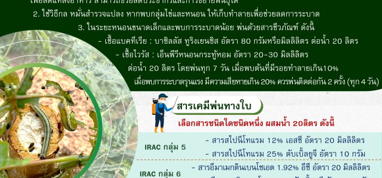 คำแนะนำการป้องกันกำจัดหนอนกระทู้ในมันสำปะหลัง