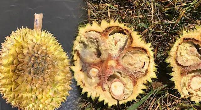 เฝ้าระวัง‼️โรครากเน่าโคนเน่าในทุเรียน 🌧